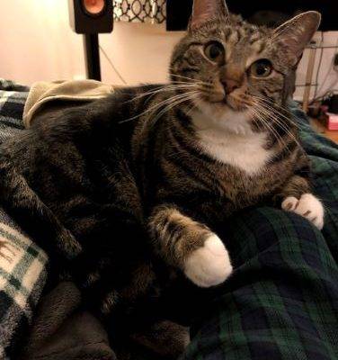 Jerry - Cute Tuxedo Tabby Cat For Adoption in Chicago IL 2