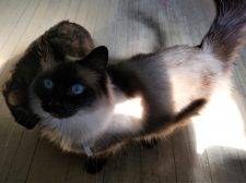 Jesse - Chocolate Point Himalayan Cat For Adoption In SK Saskatchewan