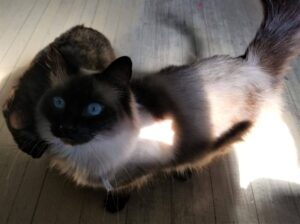 Chocolate point himalayan cat for adoption in sk – adopt jesse today!