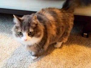 Raleigh nc – maine coon mix cat for private adoption – meet jewel