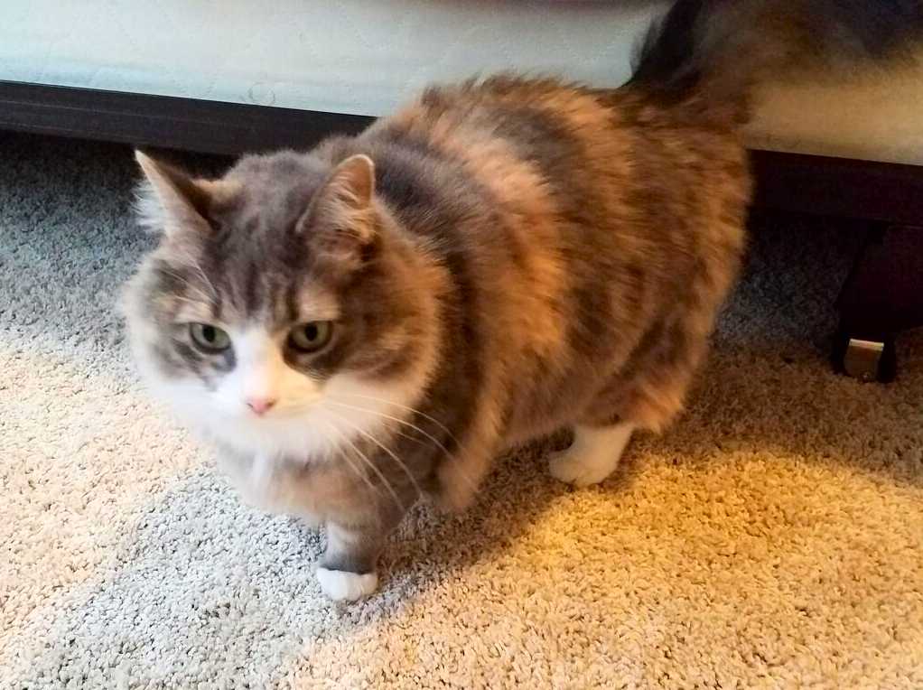 Raleigh nc – maine coon mix cat for private adoption – meet jewel