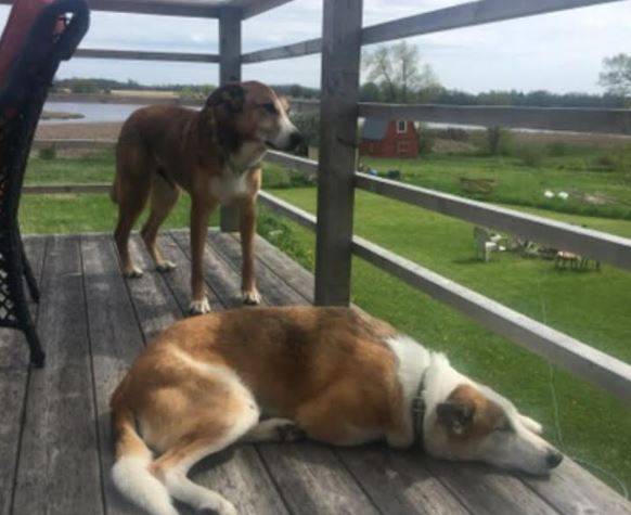 Crosby and jimmy - bonded senior dogs for private adoption near kingston on