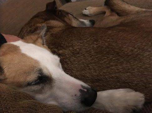 Bonded senior dogs for adoption near kingston on
