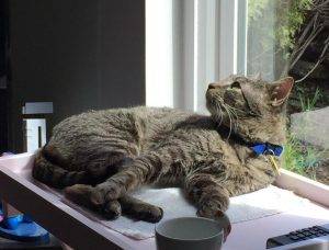 Jimmy tabby cat for adoption in seattle 2