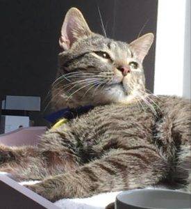 Adopted – jimmy – amazing male tabby cat, 3, seattle wa