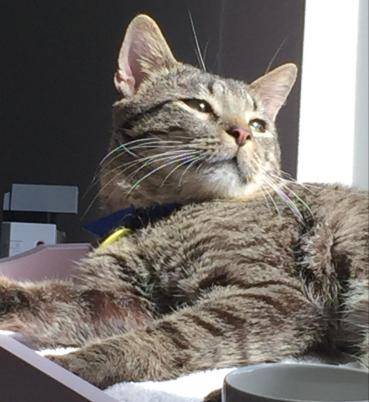 Jimmy Tabby Cat For Adoption in Seattle 2