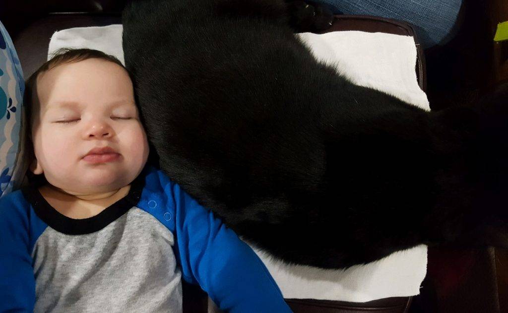 Jinx bombay black cat for adoption los angeles