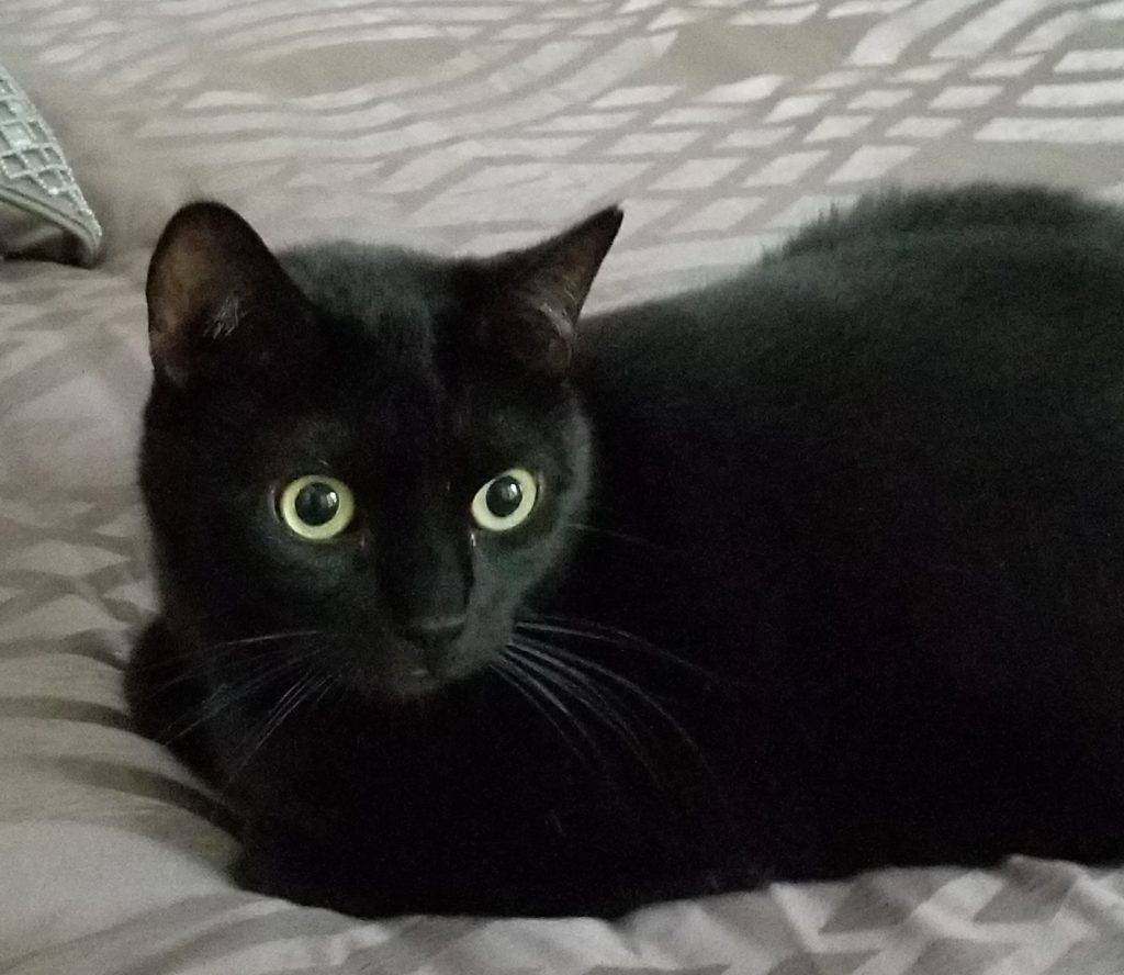 Stunning black bombay mix cat for adoption in los angeles
