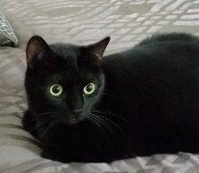 Stunning F Black Bombay Mix Cat For Adoption In Los Angeles CA – Adopt Jinx