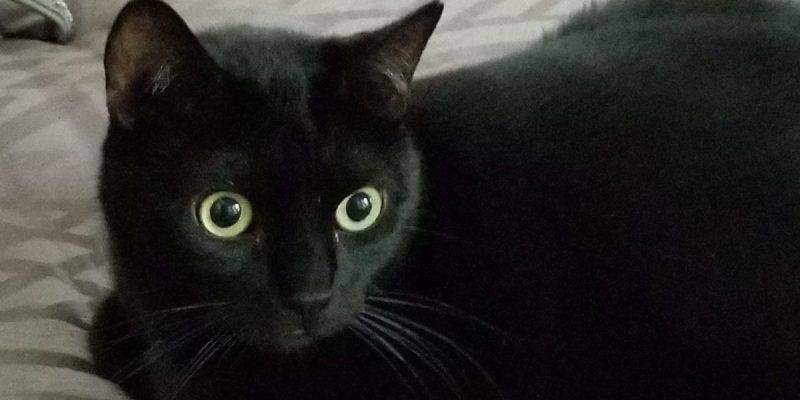 Stunning F Black Bombay Mix Cat for Adoption in Los Angeles CA – Adopt Jinx