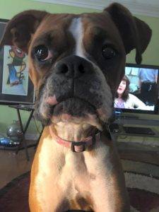 JoZ Boxer Dog For Adoption In Alabama