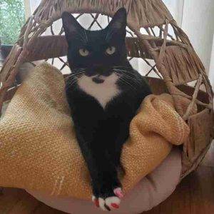 Tuxedo cat for adoption brooklyn ny adopt joan