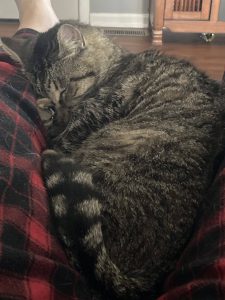 Joey – pre-loved brown tabby cat for adoption by owner in greencastle in