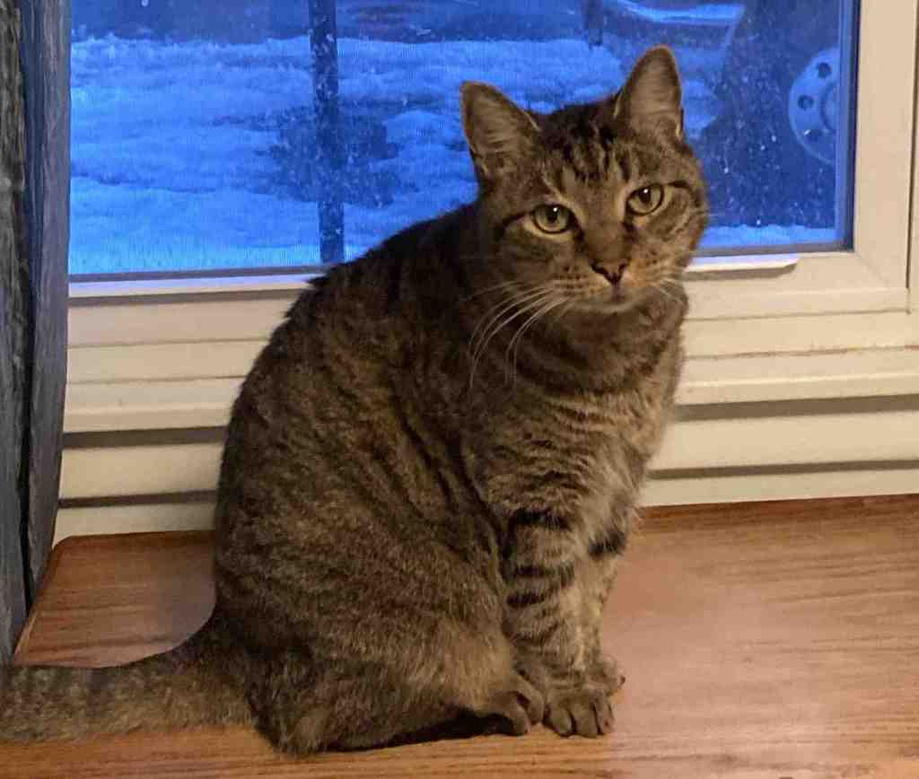 (adopted) brown tabby cat for adoption in indianapolis (greenville) in – meet joey
