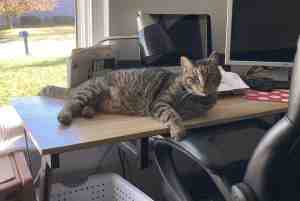 Tabby Cat For Adoption in Indianapolis Photo Joey – Pre-Loved Brown Tabby Cat For Adoption by Owner in Greencastle IN