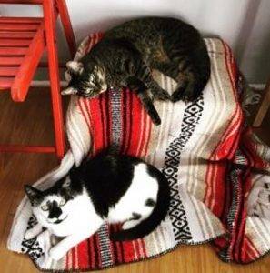 Los angeles ca – bonded female tuxedo and tabby cats for adoption together – all supplies included