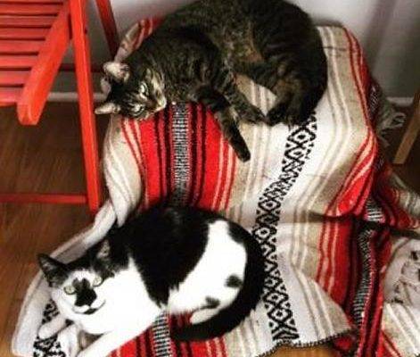 Johnny Henry - Tuxedo Tabby Cats For Adoption Los Angeles CA