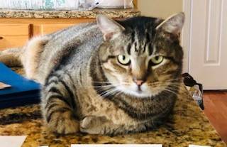 Sweet Male Tabby Cat For Adoption in Sterling VA – All Supplies Included – Adopt Johnny