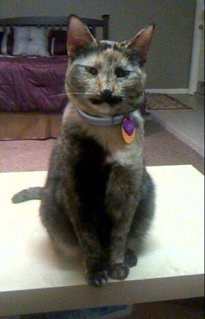 Jolie - Tortie Cat Adoption Houston 2