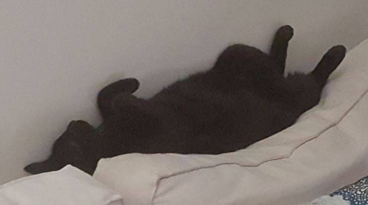 Black cat for adoption in brooklyn new york