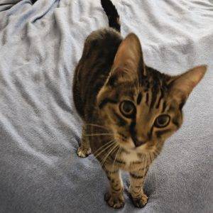 Indianapolis in – adorable senior brown tabby cat seeks loving foster or forever home – meet josie