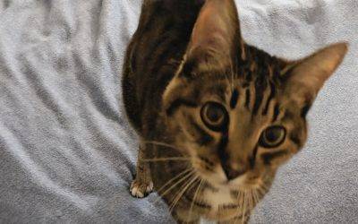 Indianapolis in – adorable senior brown tabby cat seeks loving foster or forever home – meet josie