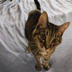 Indianapolis IN - Adorable Senior Brown Tabby Cat Seeks Loving Foster Or Forever Home - Meet Josie