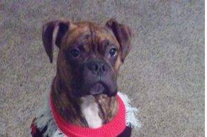 Male brindle boxer for adoption in medina oh
