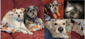 Yorkie and cairn terrier mix dogs for adoption in las vegas, nv – supplies included – adopt joy and buddy