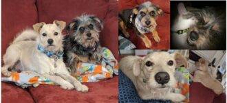 Yorkie and Cairn Terrier Mix Dogs For Adoption in Las Vegas, NV – Supplies Included – Adopt Joy and Buddy