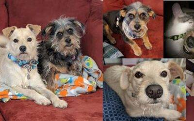Yorkie and Cairn Terrier Mix Dogs For Adoption in Las Vegas, NV – Supplies Included – Adopt Joy and Buddy