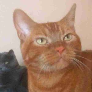 Orange tabby cat for adoption in tulare ca – supplies included – adopt julius