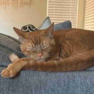 Julius - orange tabby cat for adoption in tulare, ca