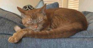 Julius - orange tabby cat for adoption in tulare, ca
