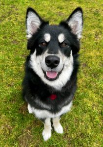 Juneau, an akc alaskan malamute puppy for adoption in tacoma wa