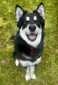 Juneau, an akc alaskan malamute puppy for adoption in tacoma wa