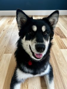 Juneau, an akc alaskan malamute puppy for adoption in tacoma wa