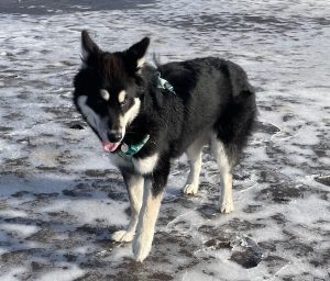 Juneau, an akc alaskan malamute puppy for adoption in tacoma wa