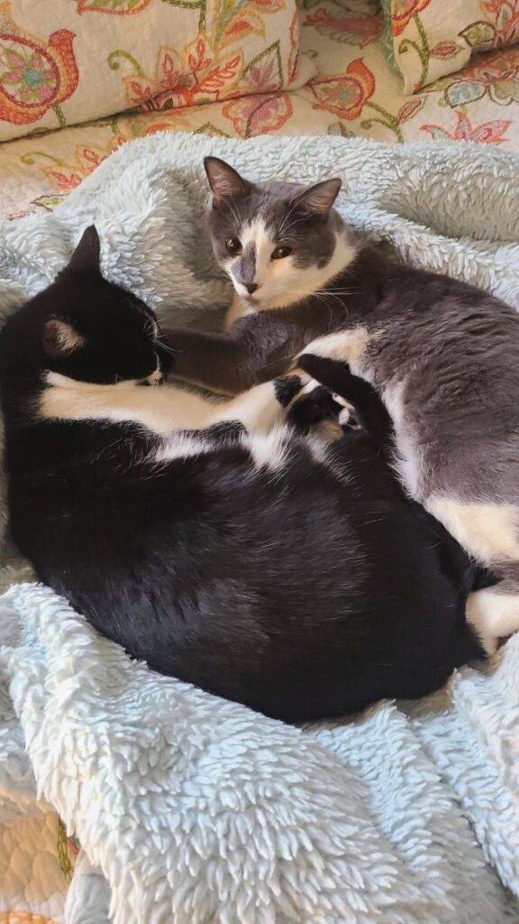 Juno elliot bonded cats adoption