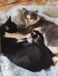 Bonded tuxedo cats for adoption san diego ca – supplies included – adopt juno and elliot
