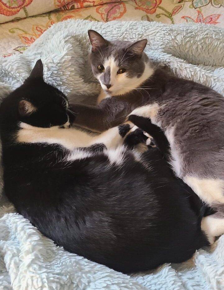 Juno Elliot Bonded Cats Adoption