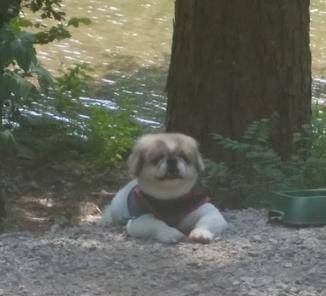 Another photo showing kc a cute pekingese dog for adoption in atlanta georgia. In this photo he is sitting out on a country trail enjoying the sunshine.