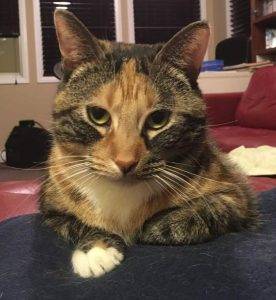 Rehomed – kd – talico tabby calico cat adopted in calgary ab