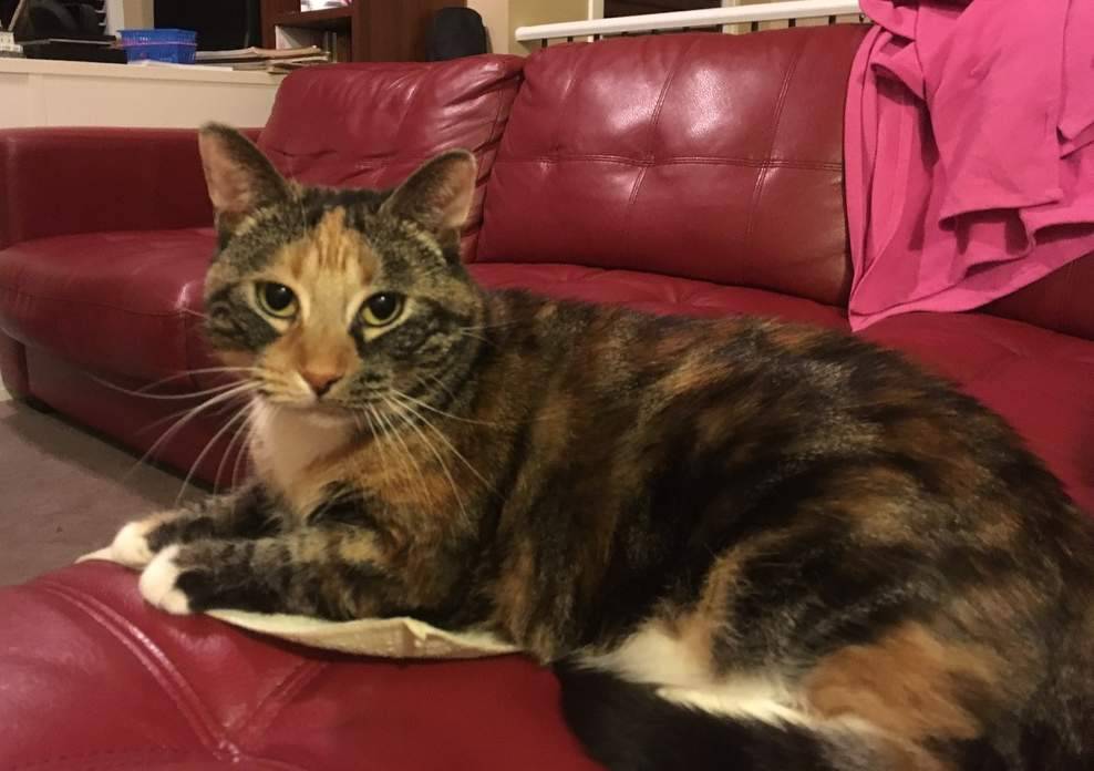 Kd calico tabby cat rehomed in calgary 2