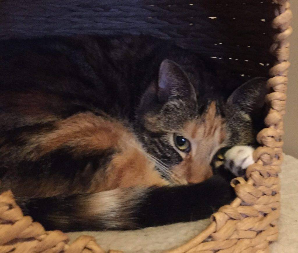 Talico tabby calico cat rehomed in calgary ab