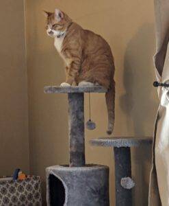 Bonded tabby cats for adoption in middleburg florida – meet sunny and rory