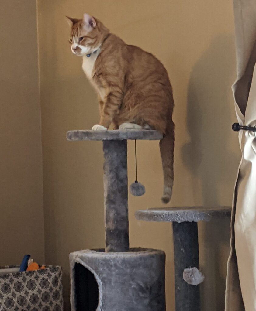 Rory is an orange tabby cat for adoption in middlebiurg florida