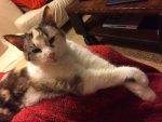Kaeli Alli Calico Cats For Adoption Seattle WA 17