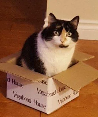 Kaeli Alli Calico Cats For Adoption Seattle WA 20