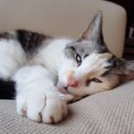Cat Rehoming Success Stories
